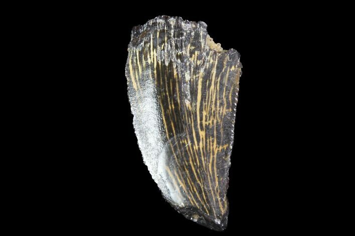 Raptor Tooth - Real Dinosaur Tooth #90026